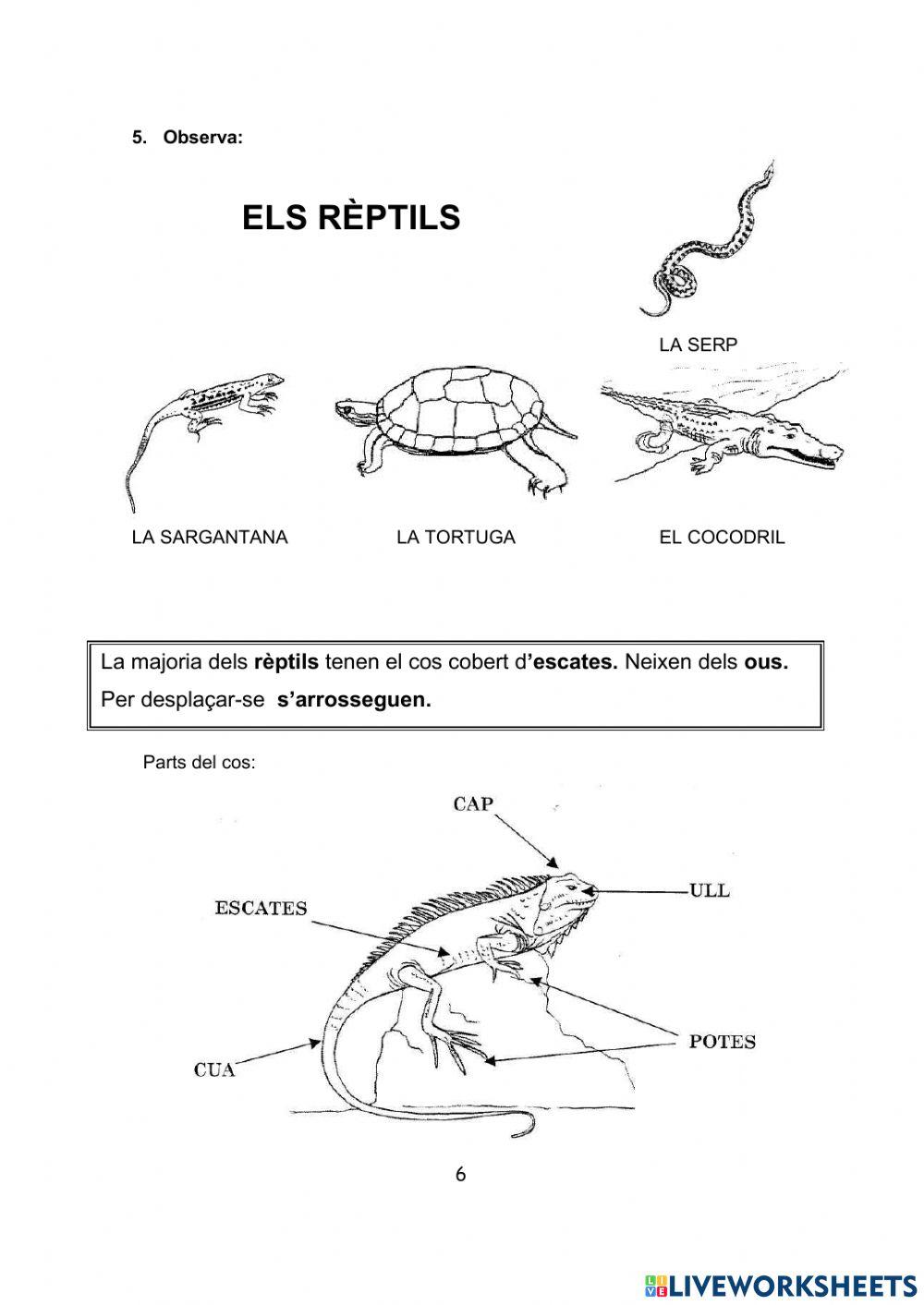 COMENCEM .Els animals الحيوانات COMENCEM .Els animals الحيوانات