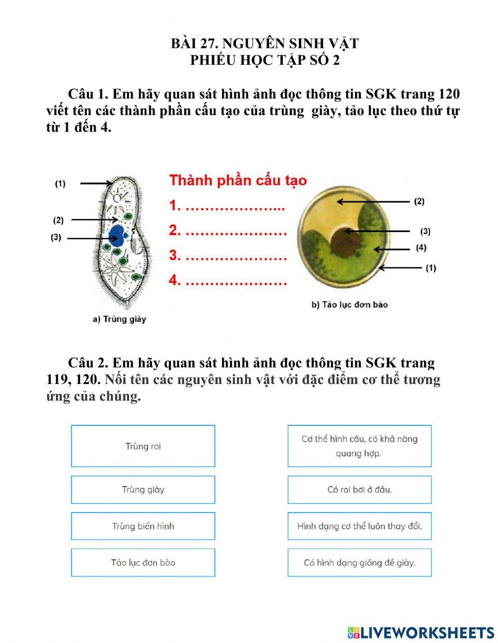 Bài 27. Nguyên Sinh vật
