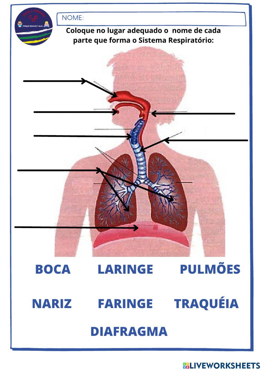 Sistema Respiratório