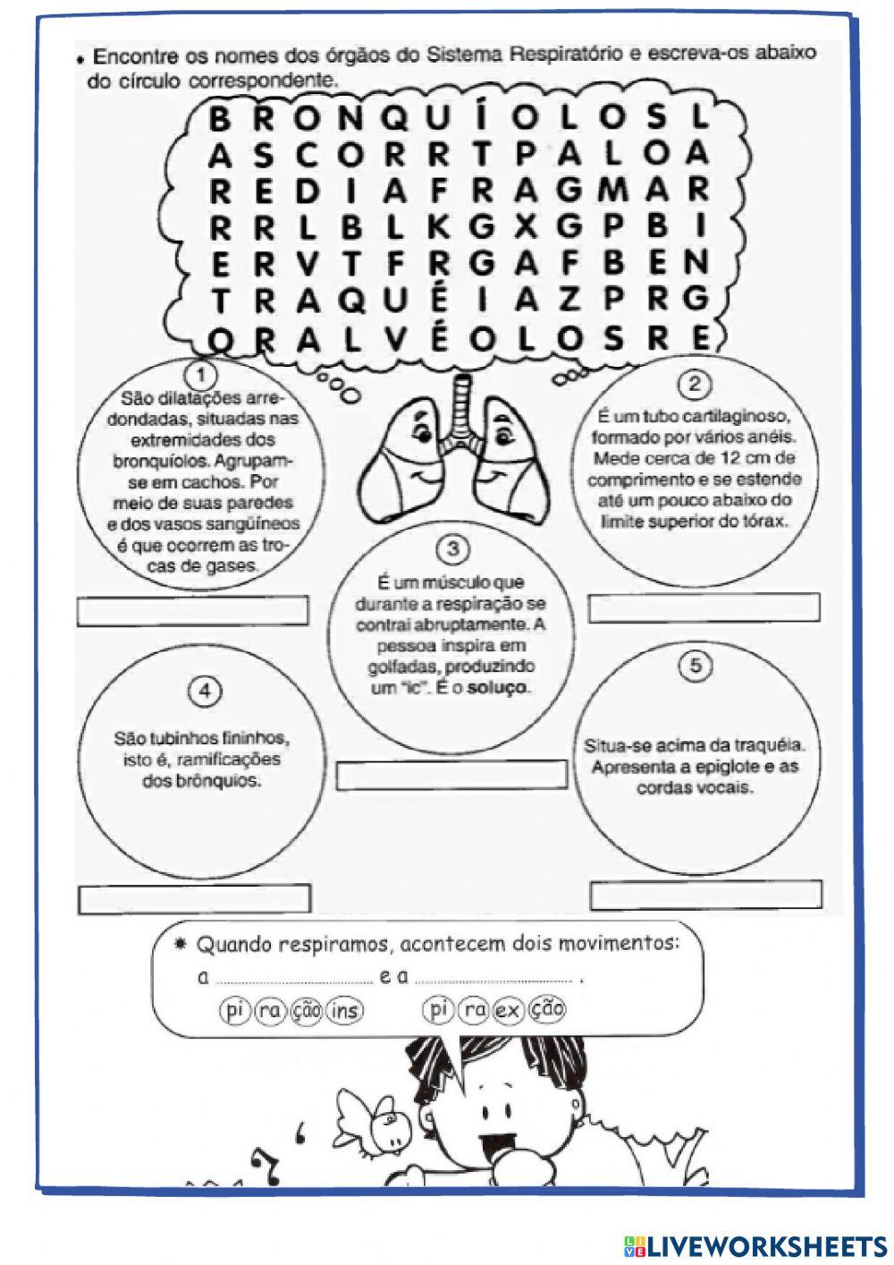 Sistema Respiratório