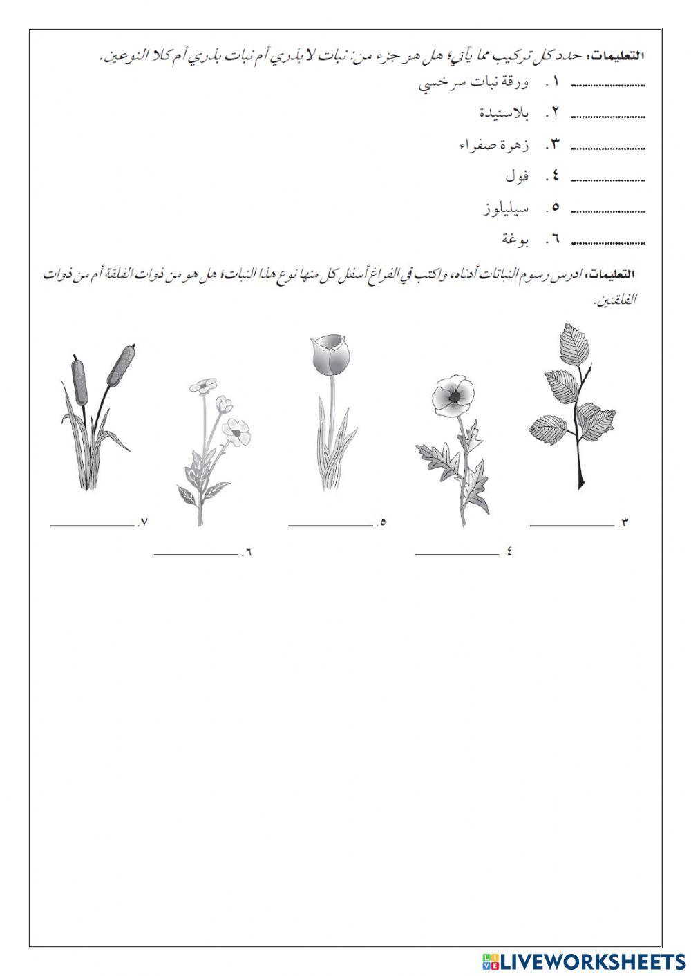 النباتات البذرية 2