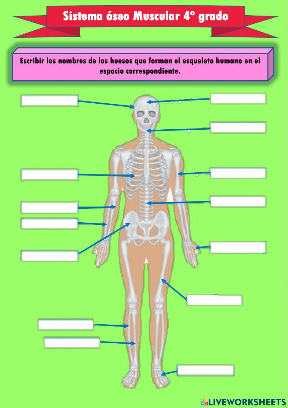 Sistema óseo muscular 4° grado