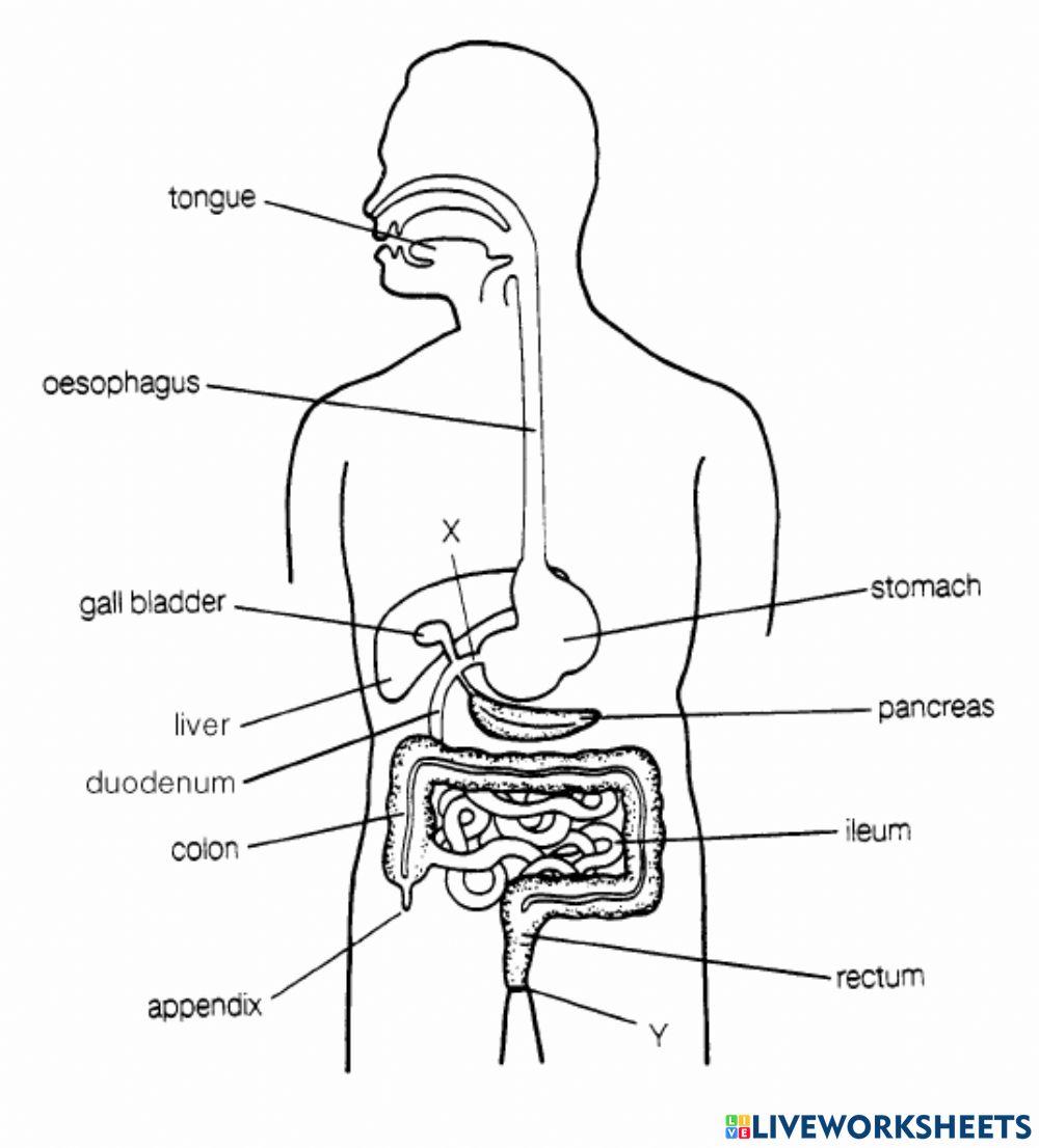 Step by step tutorials on drawing biology diagrams. | Human digestive system,  Digestive system diagram, Biology diagrams