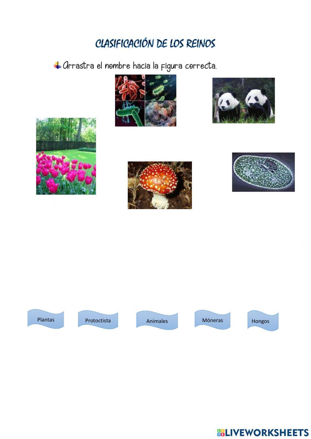 Clasificación de los reinos