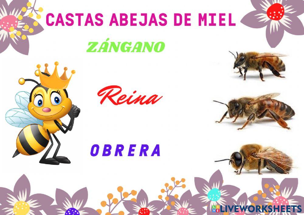 Castas de abejas de  miel