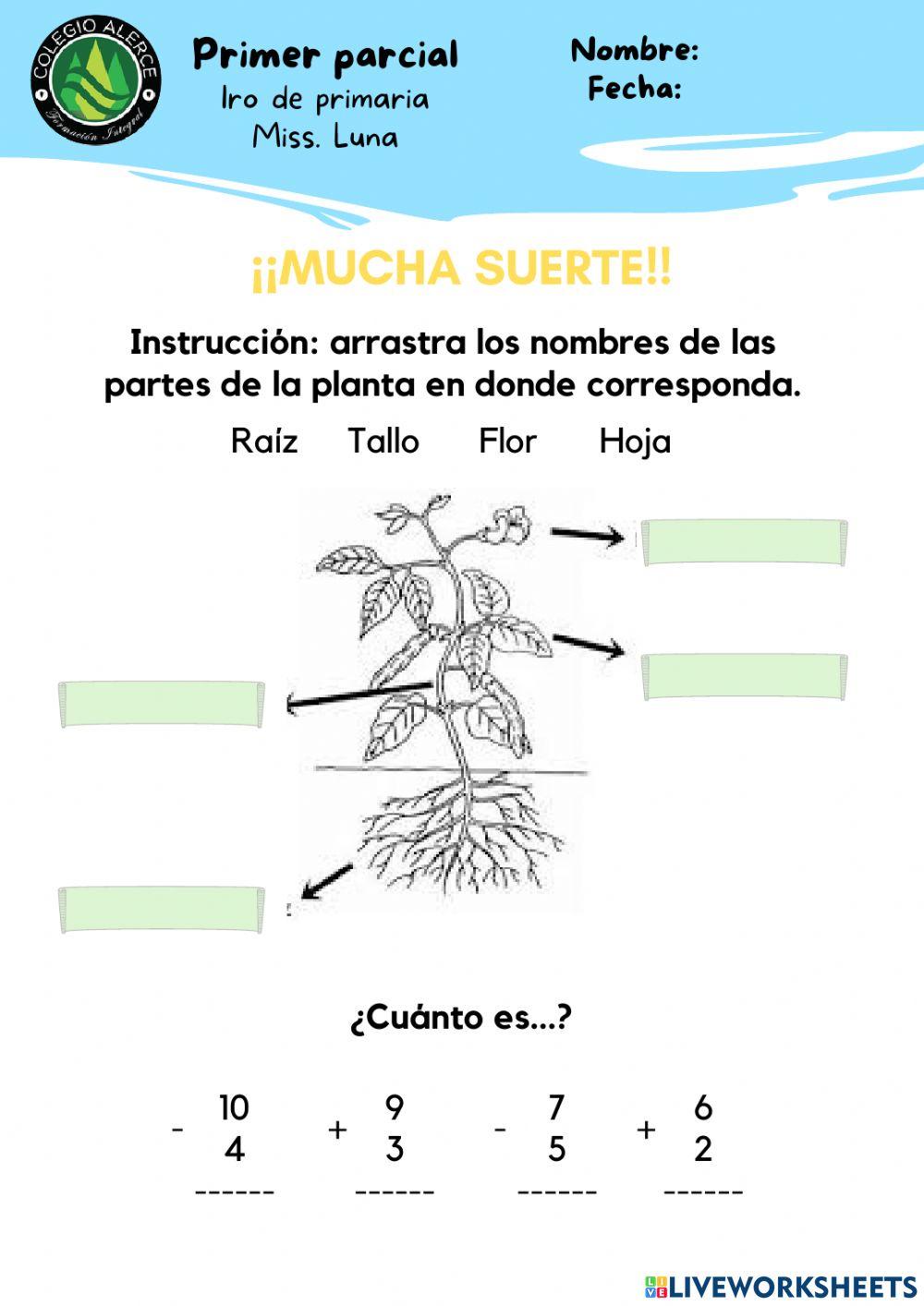 Examen primero de primaria