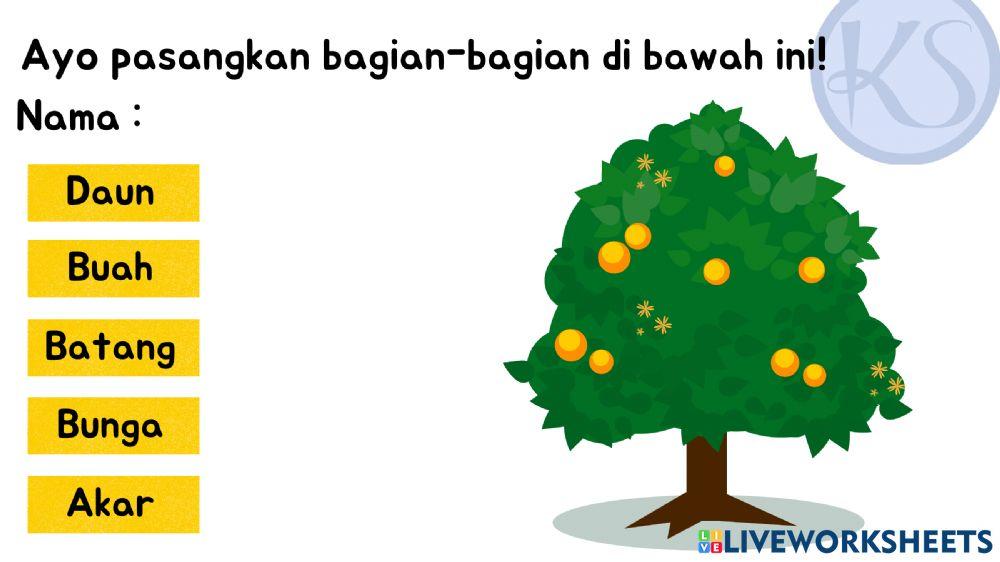 Bagian-bagian tumbuhan