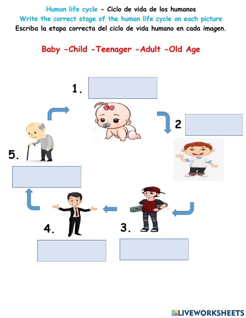 Human life cycle Human life cycle