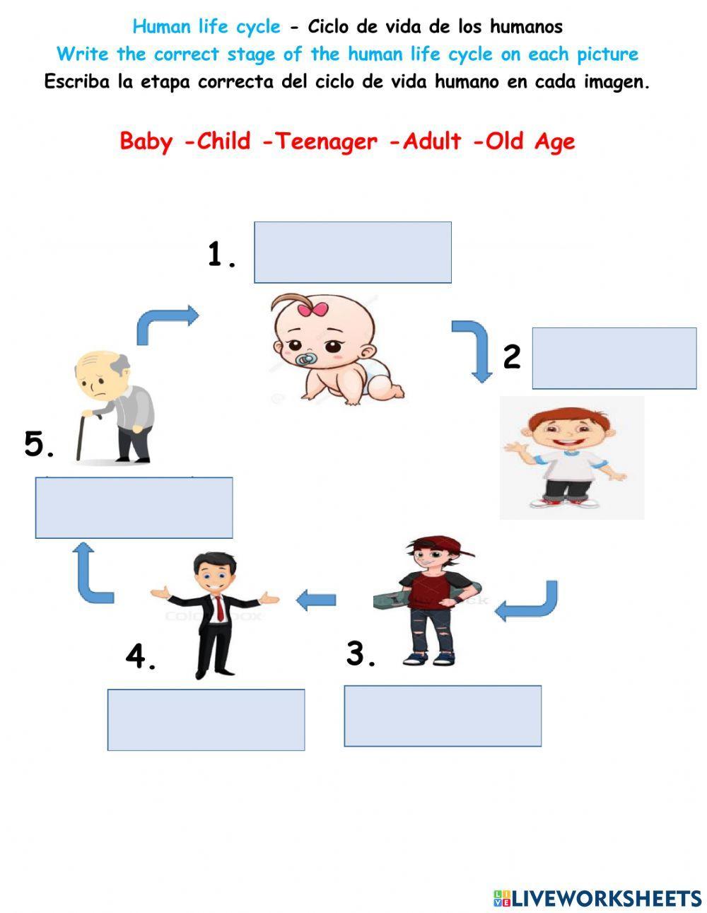 Human life cycle