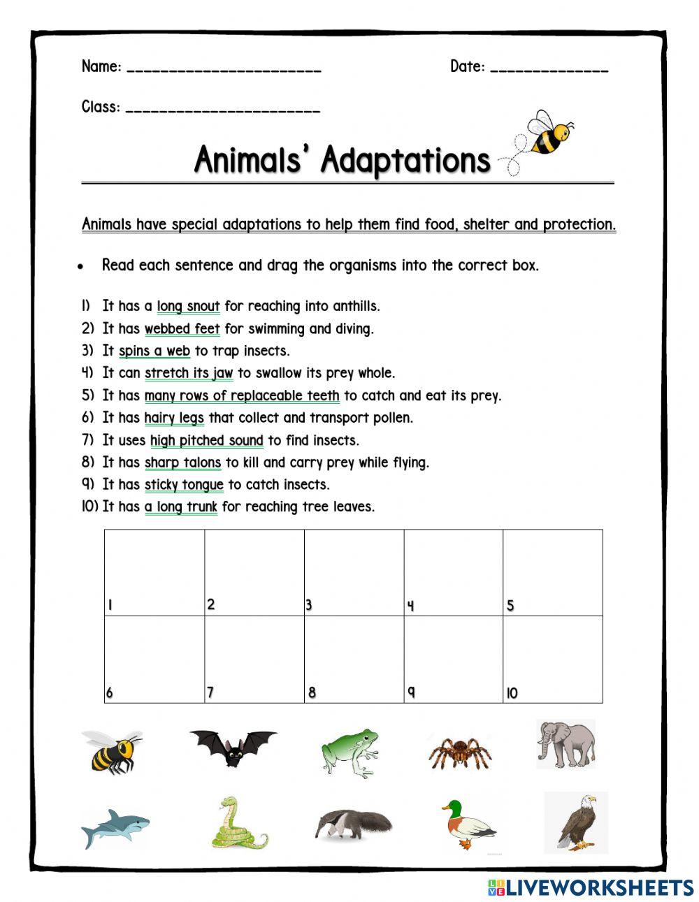 Adaptations of Animals