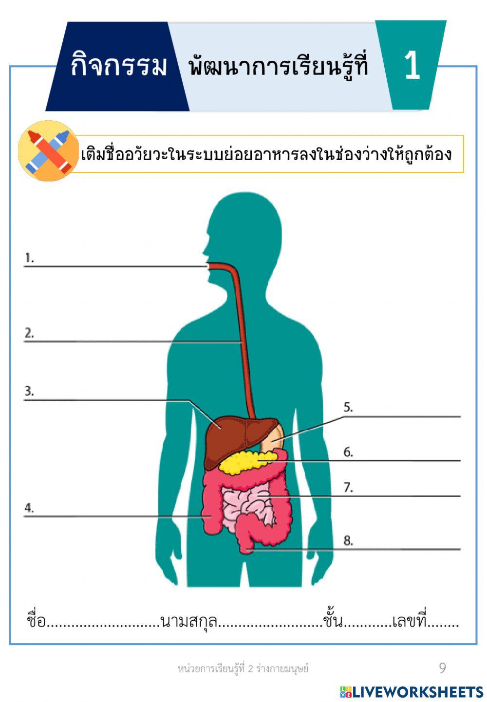 ระบบย่อยอาหาร