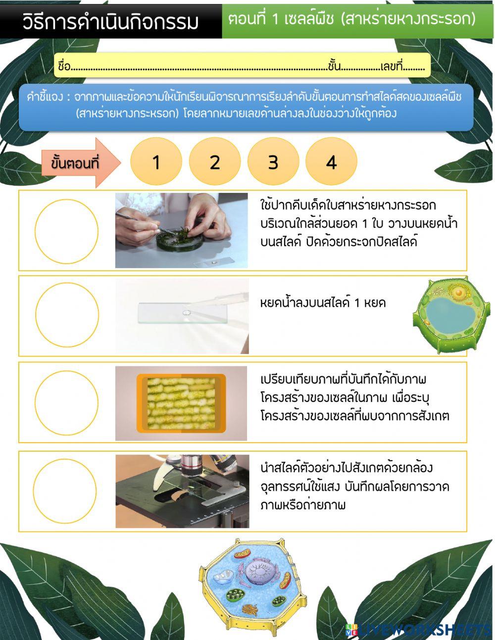 วิธีการดำเนินกิจกรรม เซลล์สาหร่ายหางกระรอก