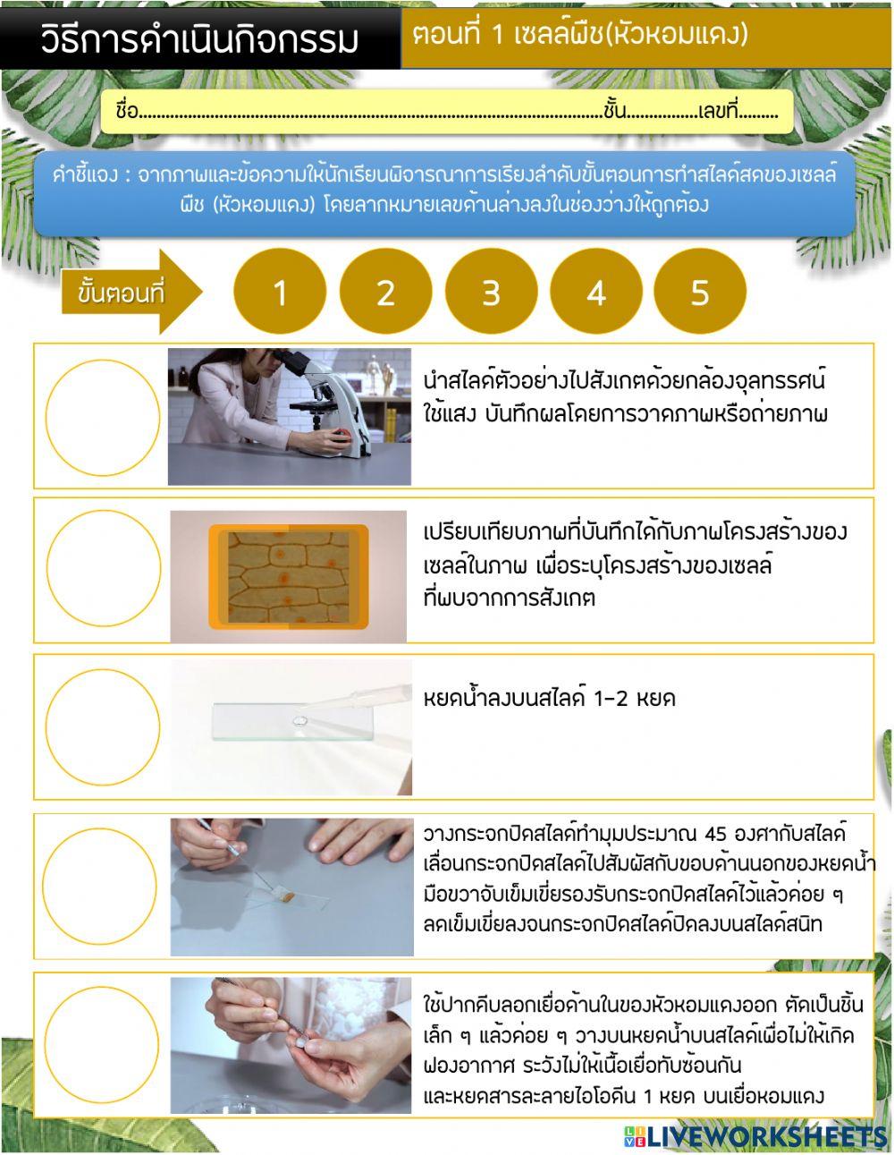 วิธีการดำเนินกิจกรรม หัวหอมแดง