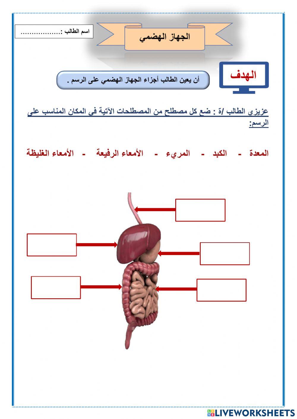 الجهاز الهضمي