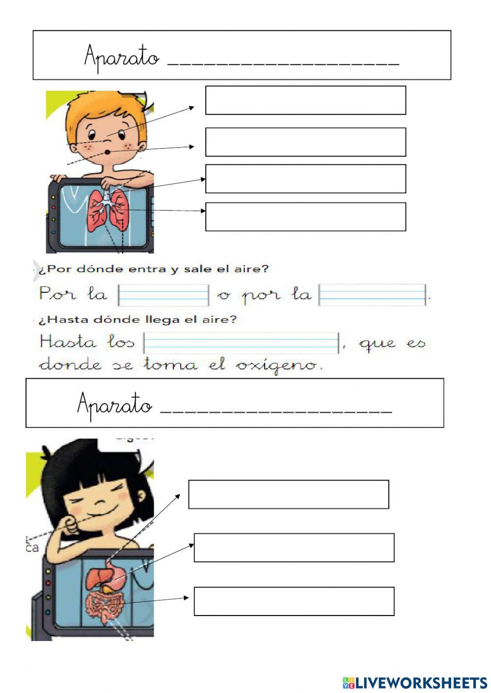 Repaso tema 1 naturales