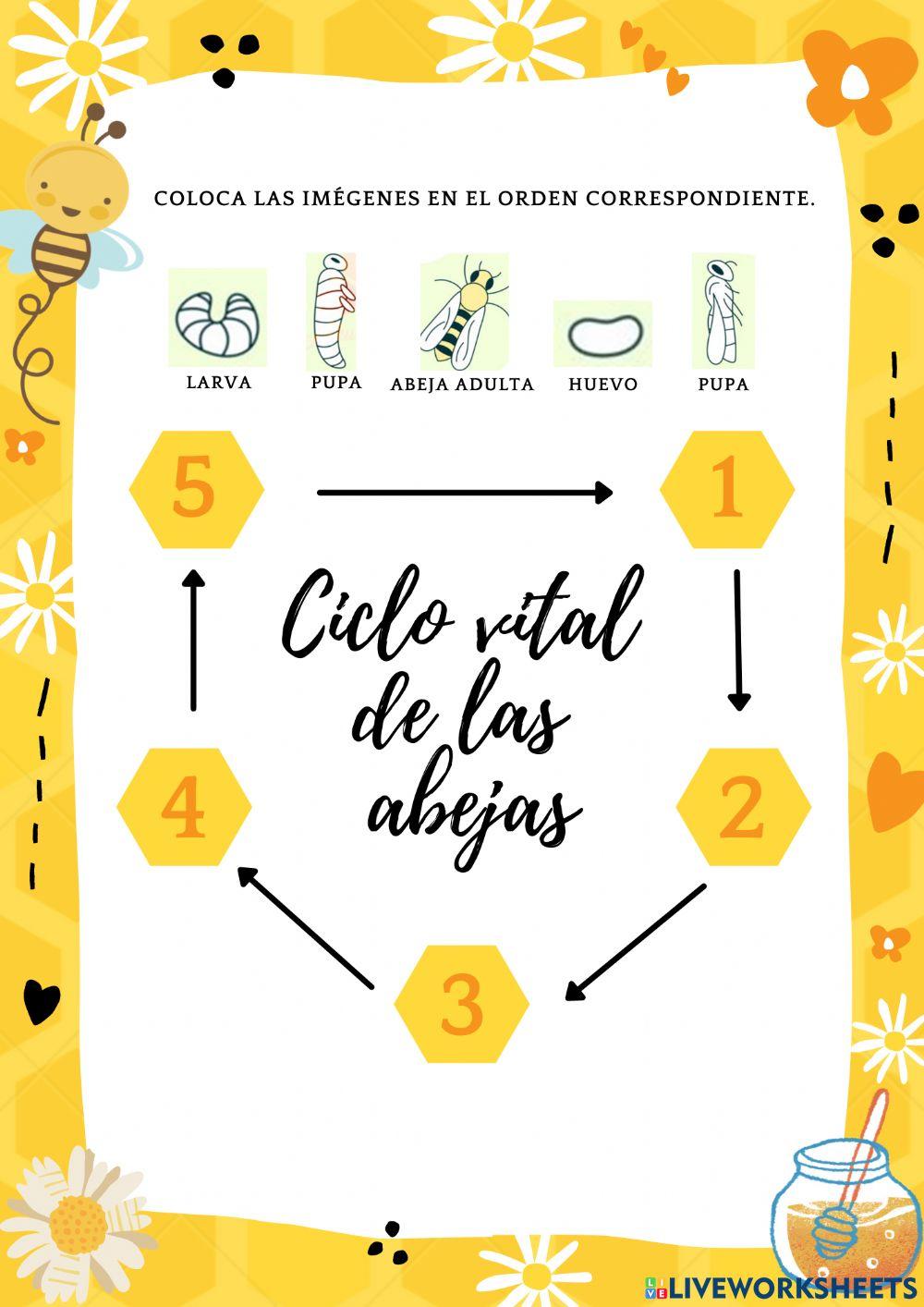 CICLO DE VIDA ABEJAS 2807111 861469 Live Worksheets