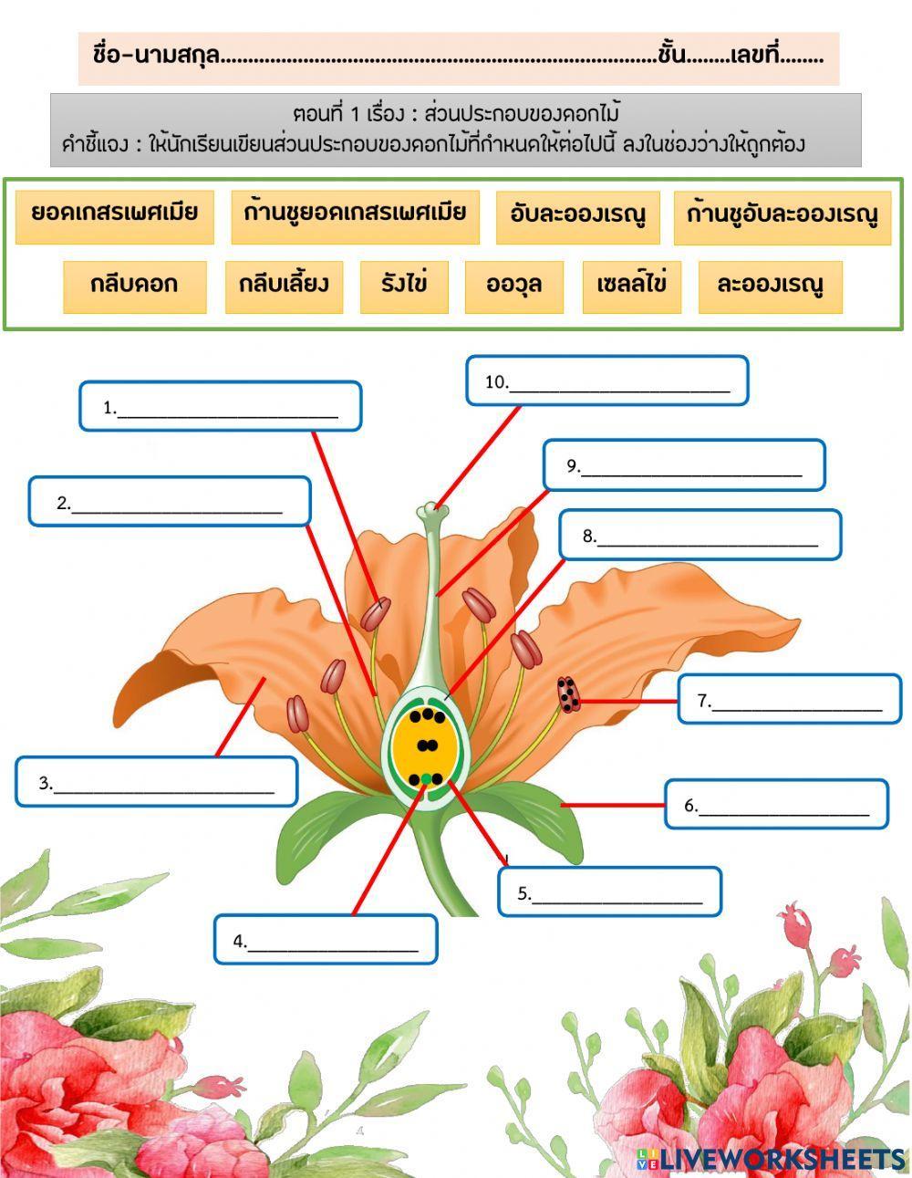ส่วนประกอบของดอก