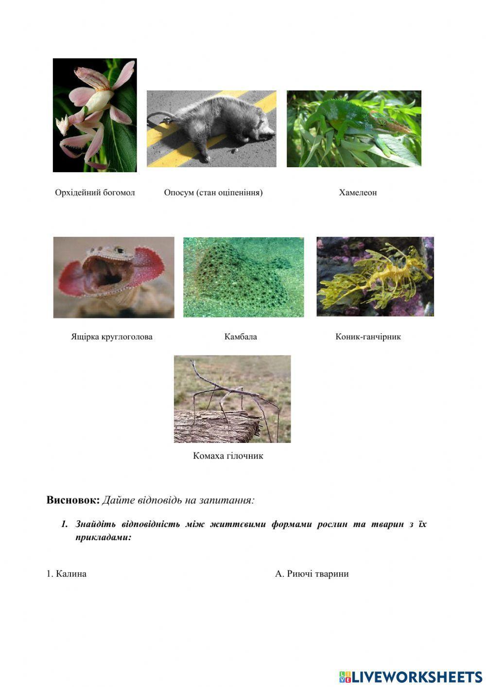 Практична робота. Визначення ознак адаптивності різних організмів до середовища існування