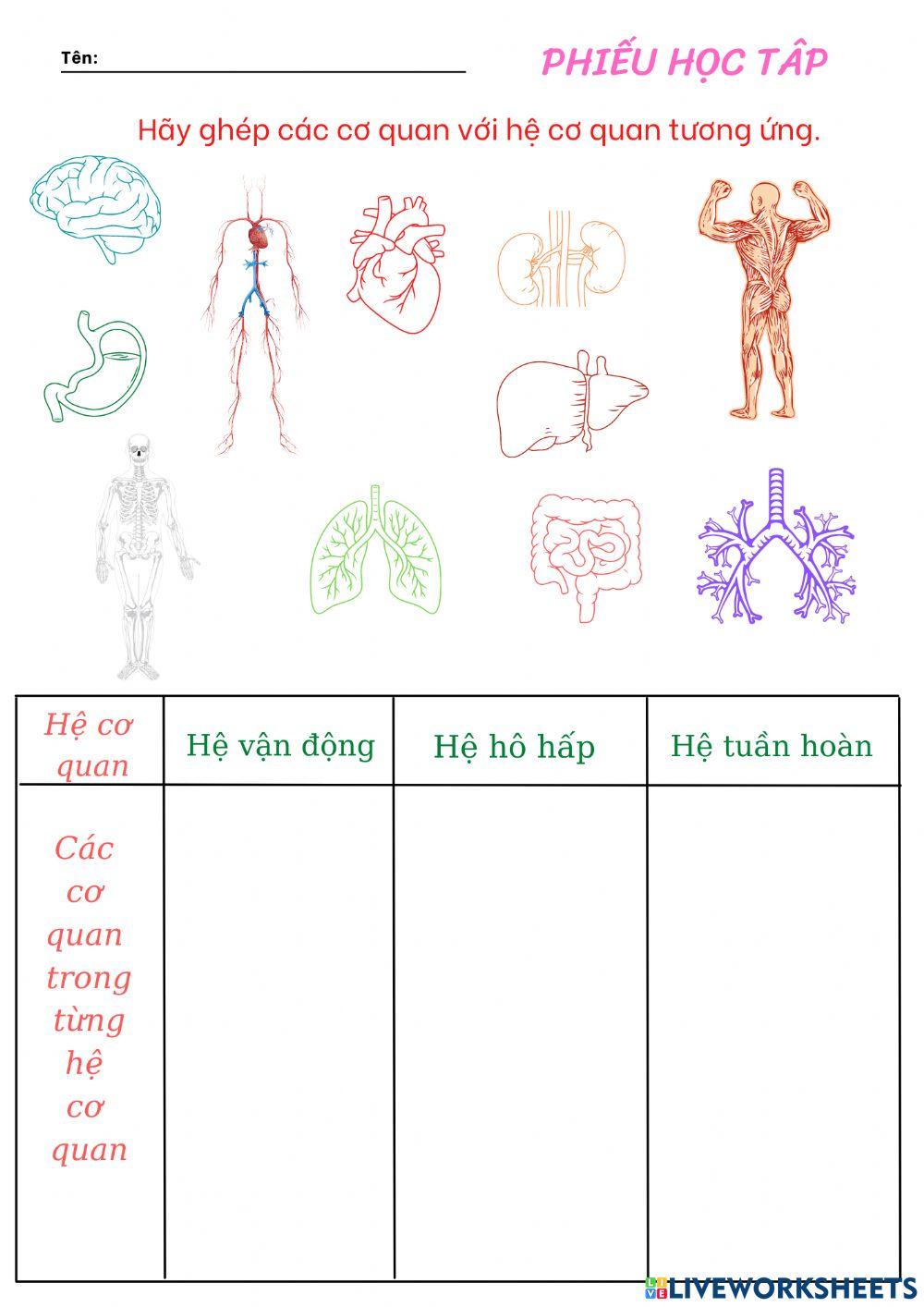 Hệ cơ quan cơ thể người