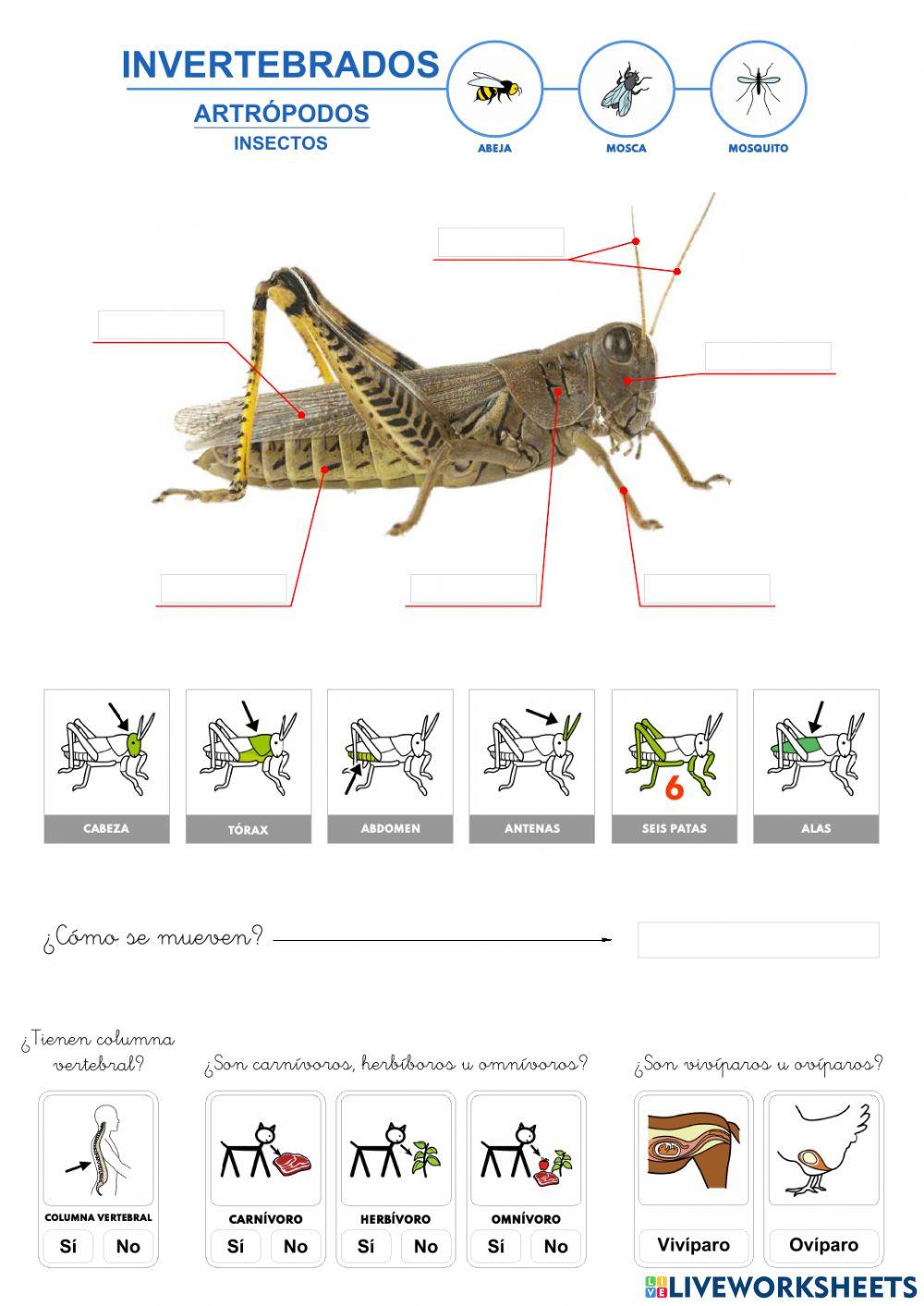 Invertebrados - Insectos