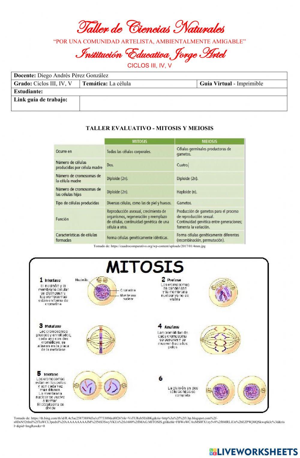 Mitosis y Meiosis