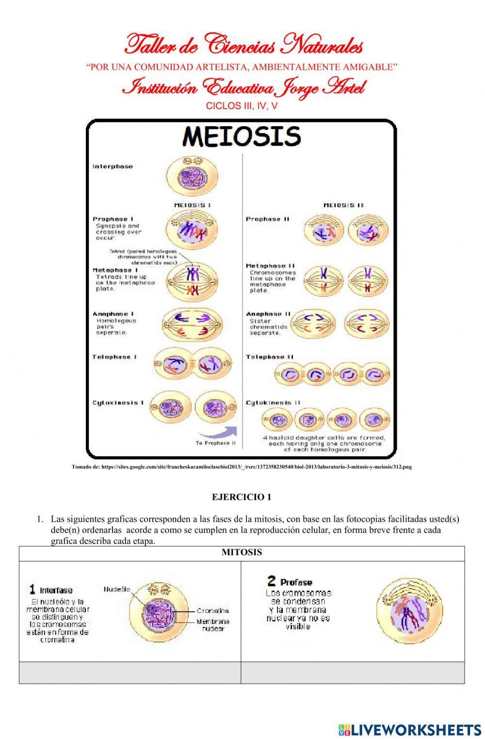Mitosis y Meiosis
