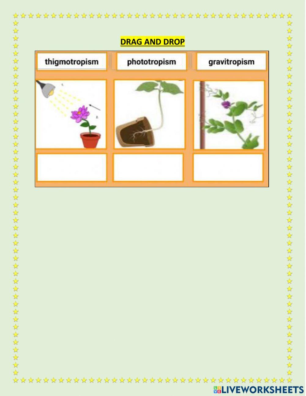 Grade 4 term 2 u4L1 -PLANT ADAPTATIONS PART 2