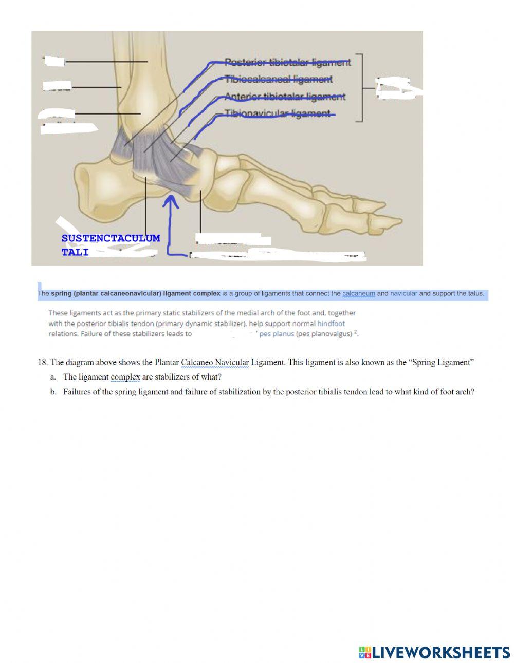 Ankle joint summary