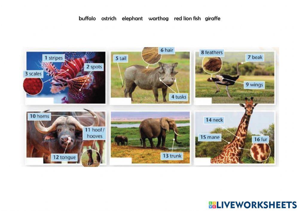 Wild animals. Project 1