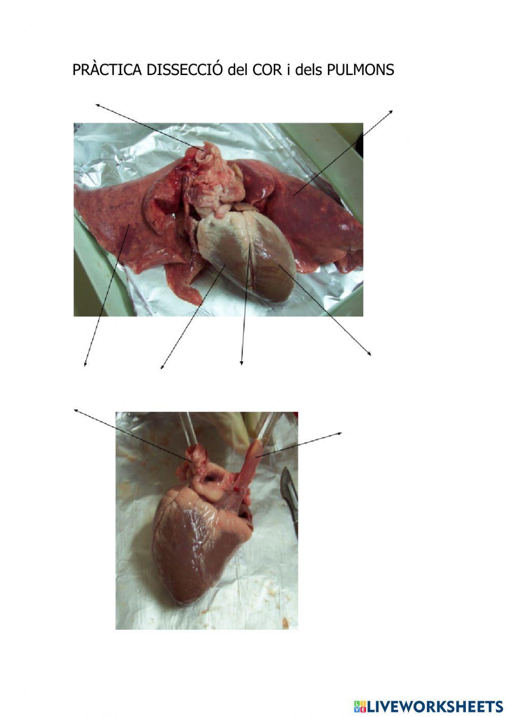 Dissecció cor i pulmons de be