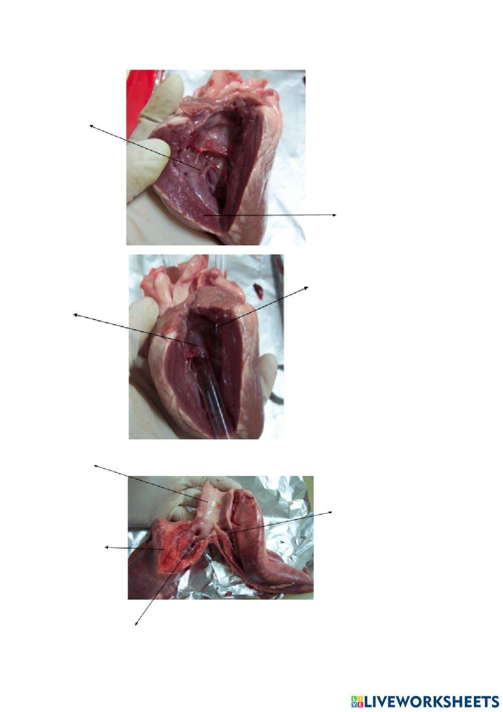 Dissecció cor i pulmons de be