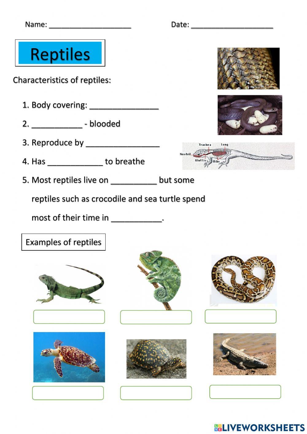 Reptiles