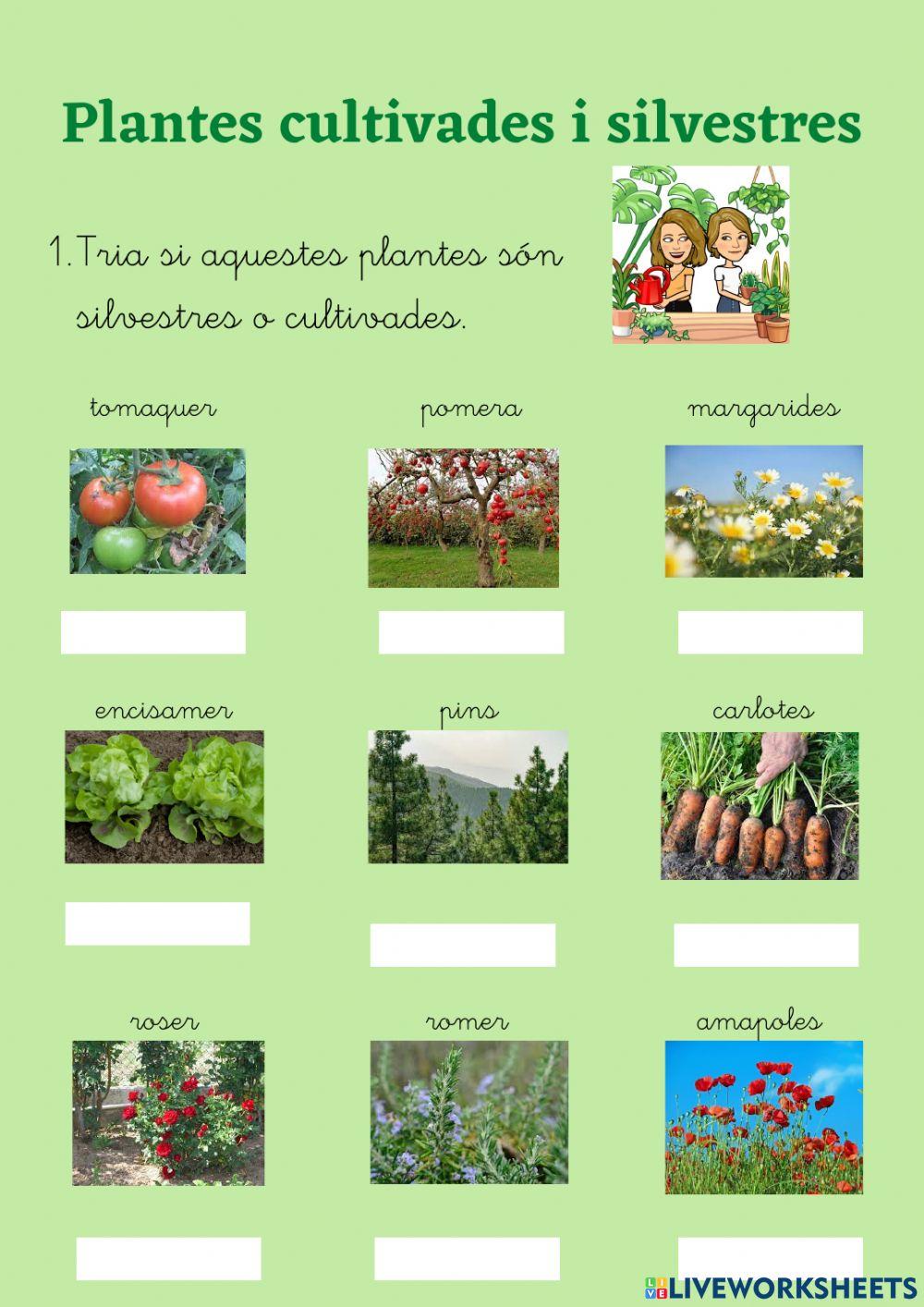 Plantes silvestres i cultivades