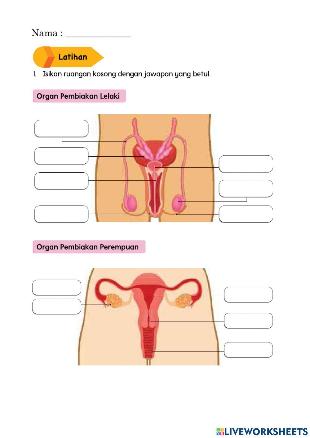 Latihan Organ Pembiakan