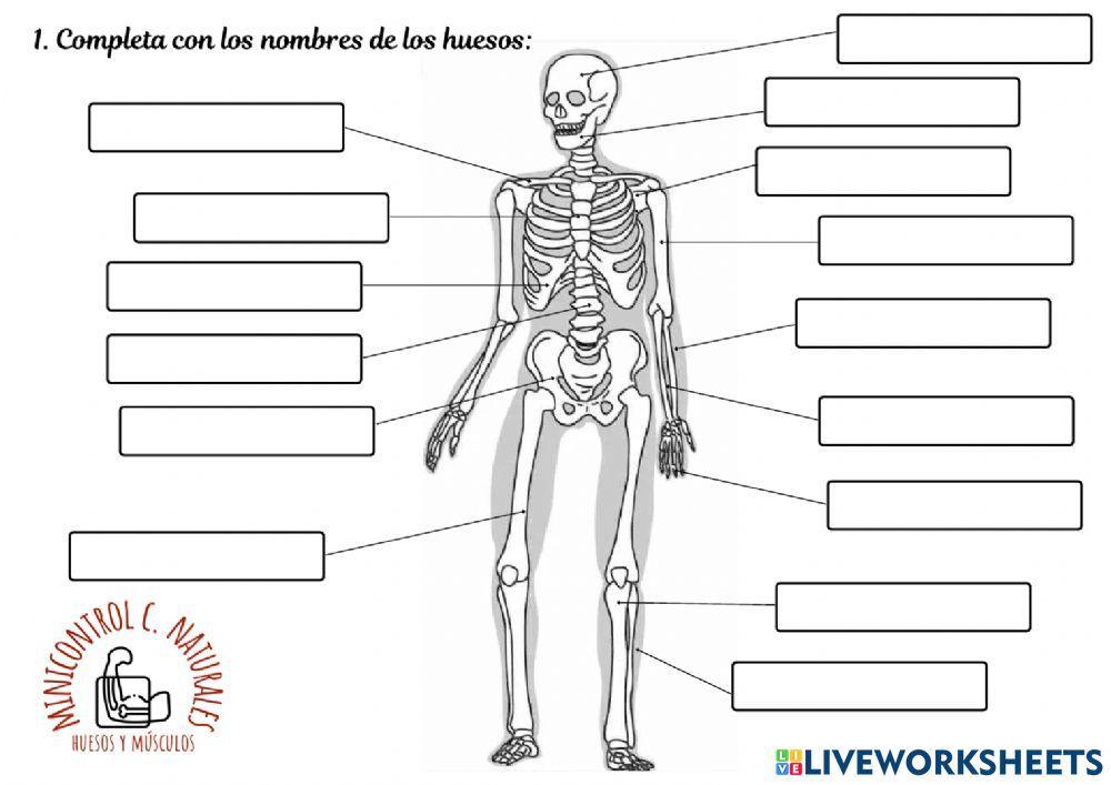 Huesos y músculos