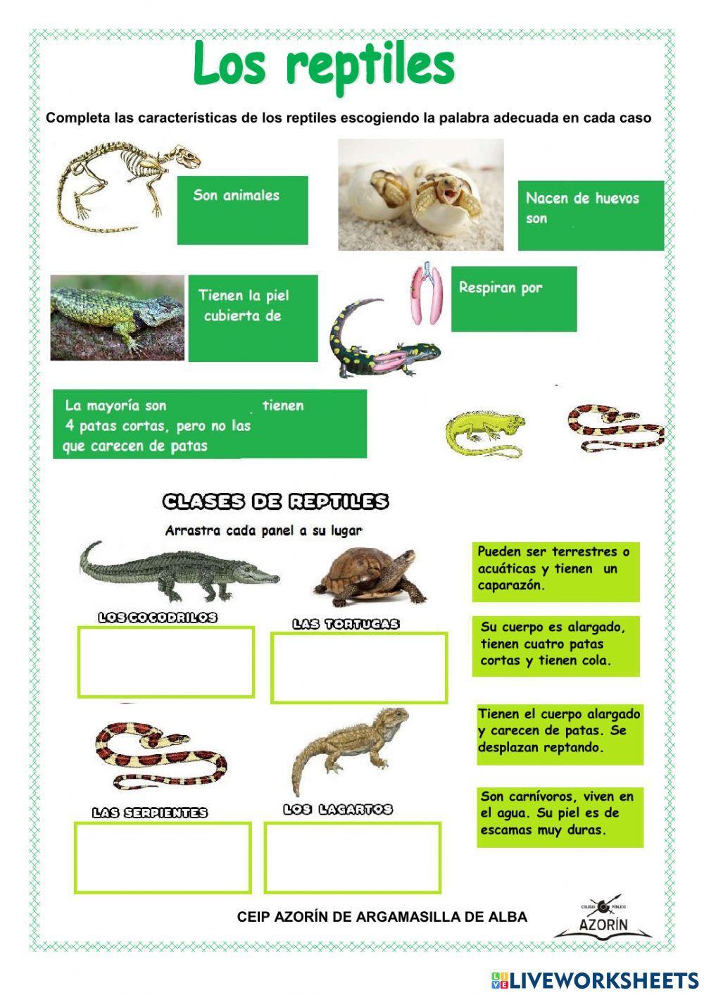 Características De Los Reptiles: Fascinantes y Únicas Adaptaciones