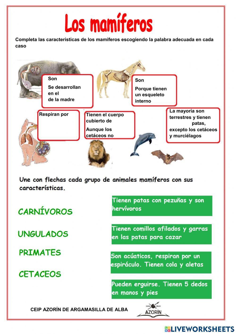 Mamíferos Mamíferos