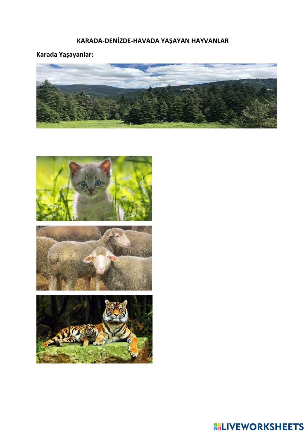 Karada-deni̇zde yaşayan canlilar