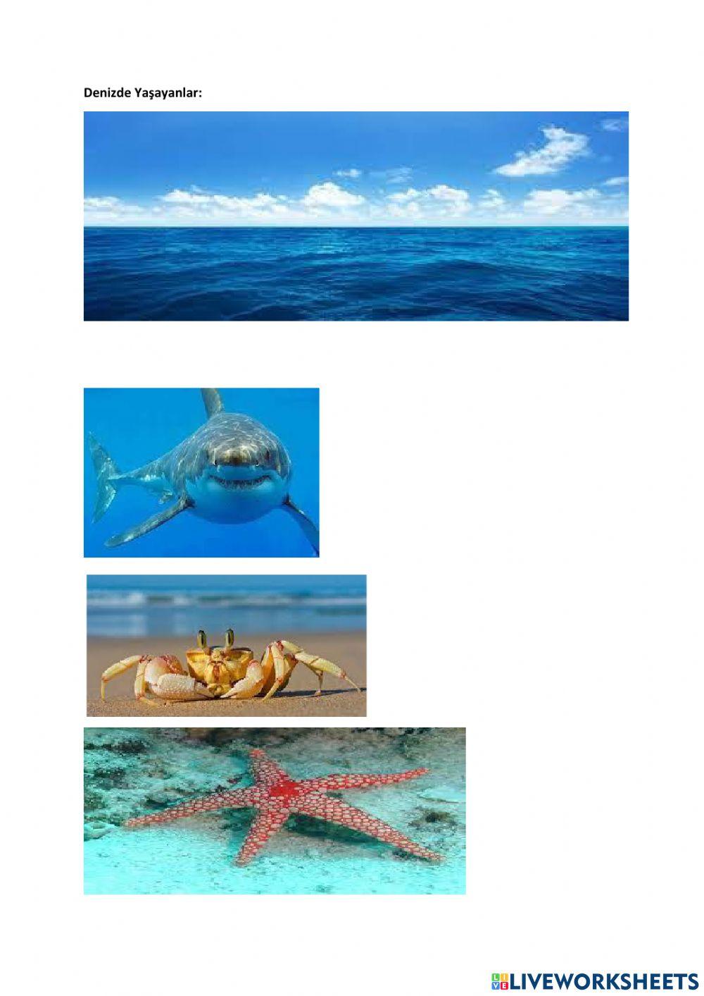 Karada-deni̇zde yaşayan canlilar