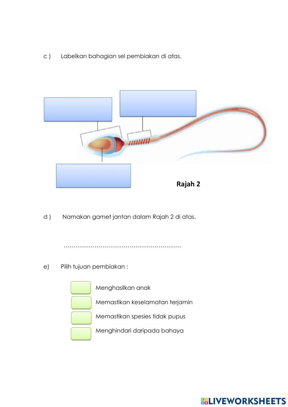 Sistem pembiakan manusia
