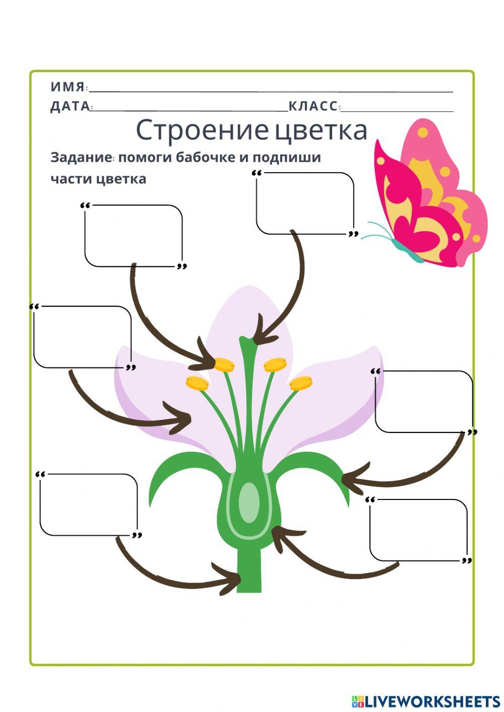 Картинки строение цветка для дошкольников