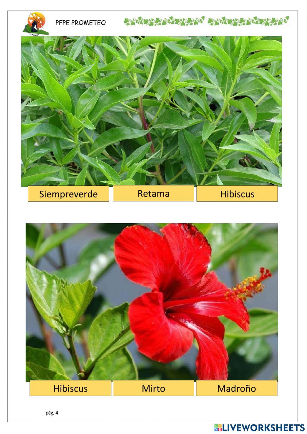 Especies de arbusto 1