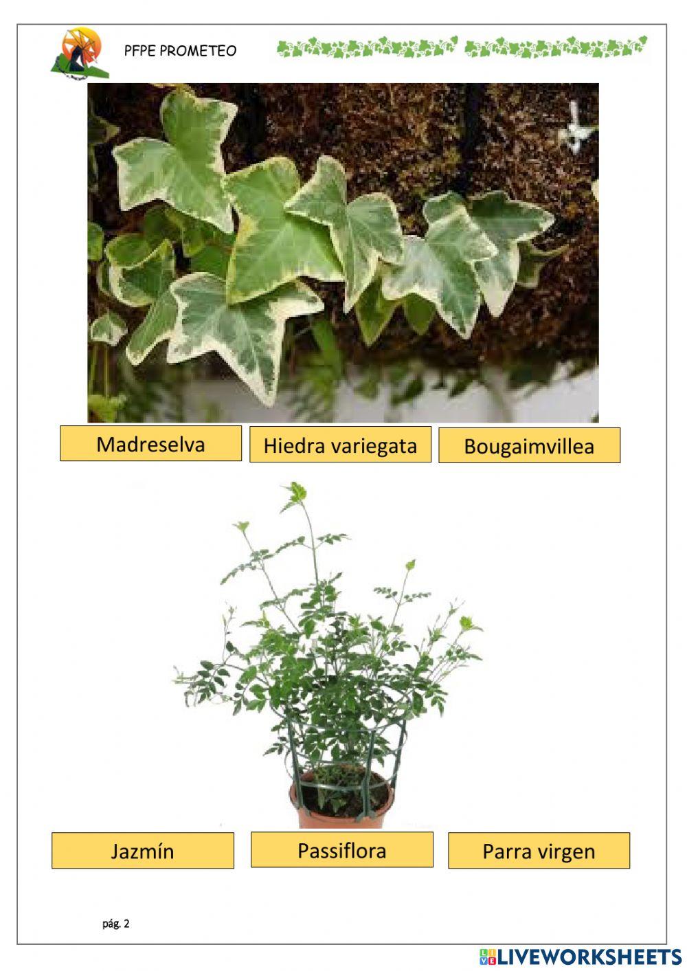 Especies de enredadera 1