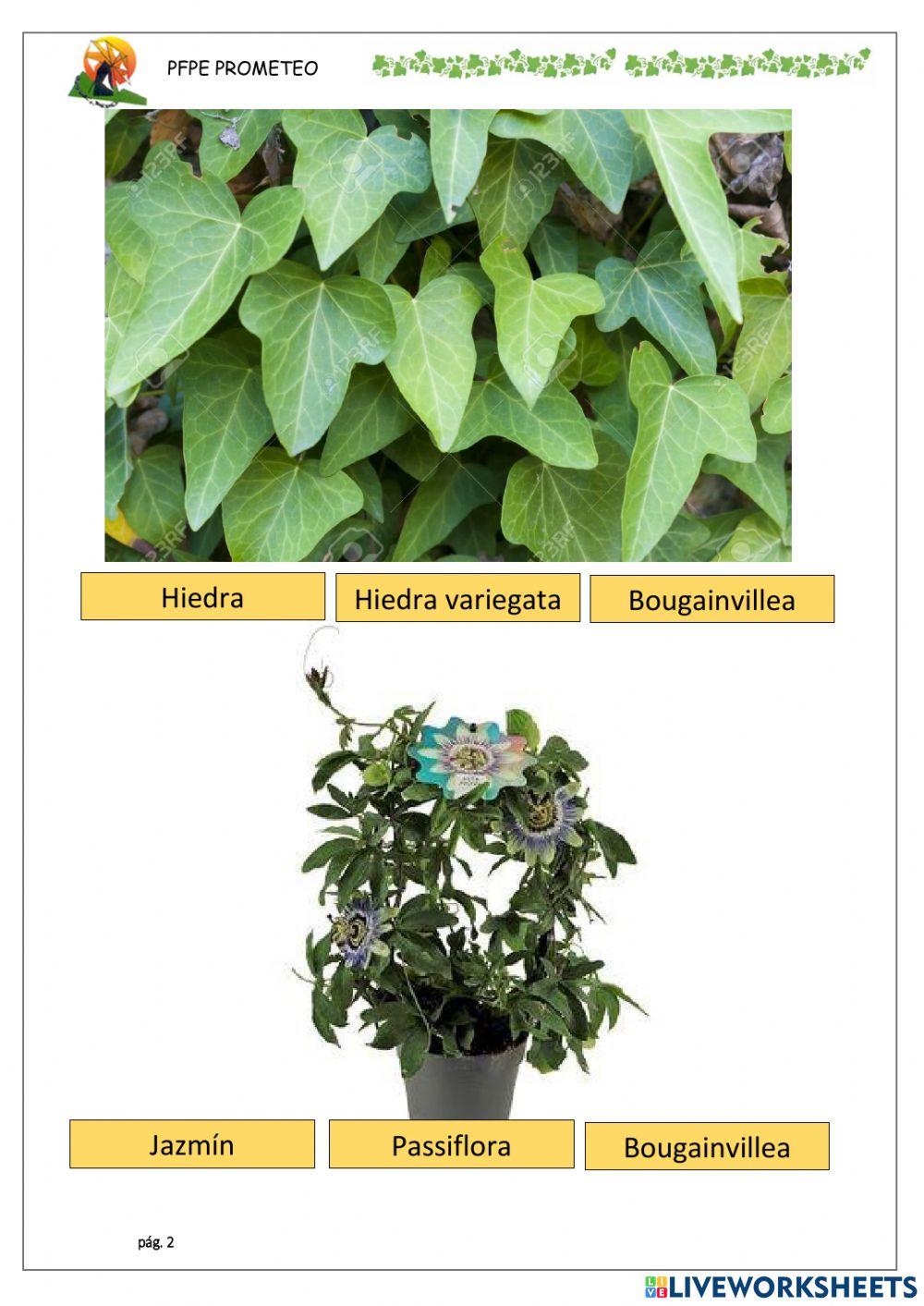 Especies de enredadera 2