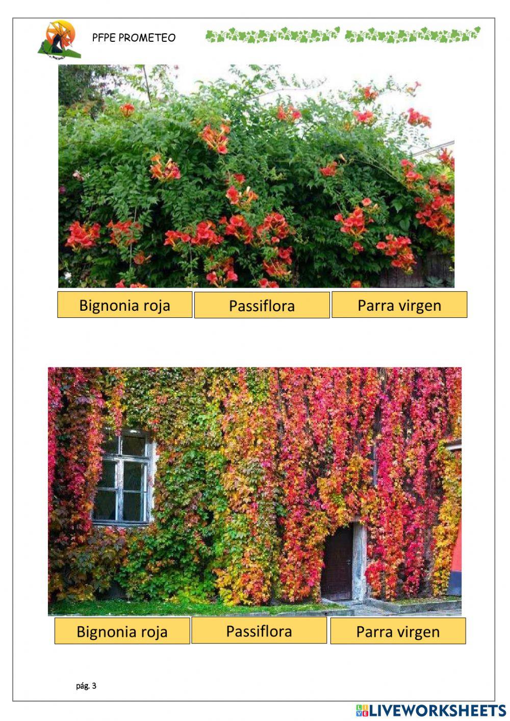 Especies de enredadera 2