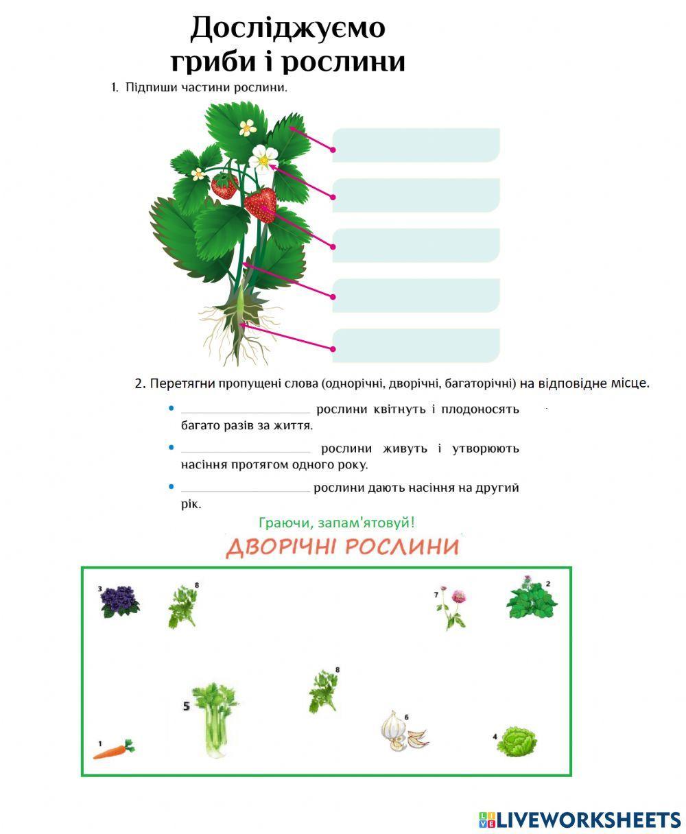 Будова рослин