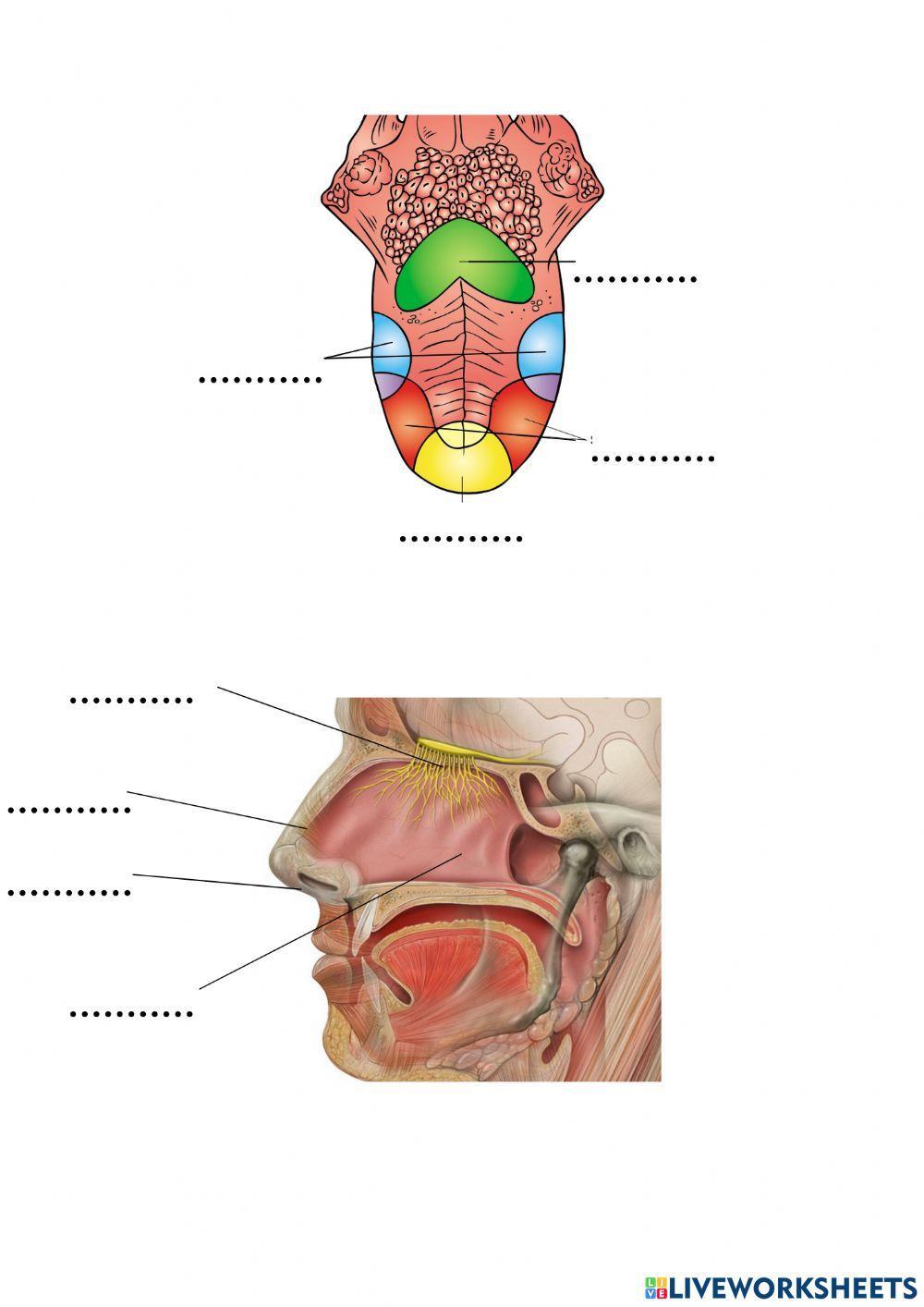 Mingaina eta sudurra