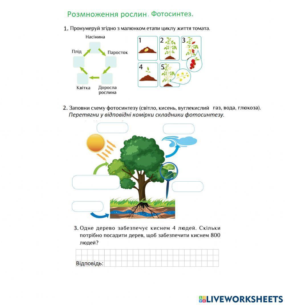 Розмноження рослин. Фотосинтез.
