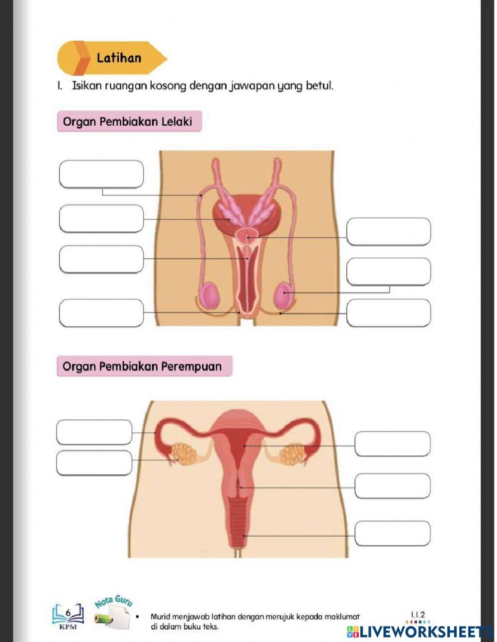 Organ pembiakan manusia pend khas ting 4
