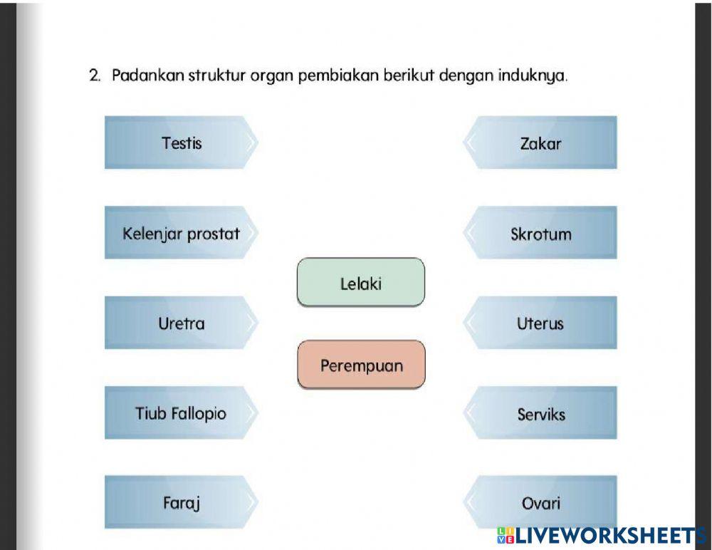 Organ pembiakan manusia pend khas ting 4